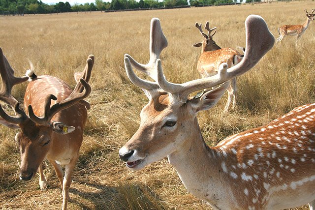 Alterskameraden Feuerwehrverband Sondershausen