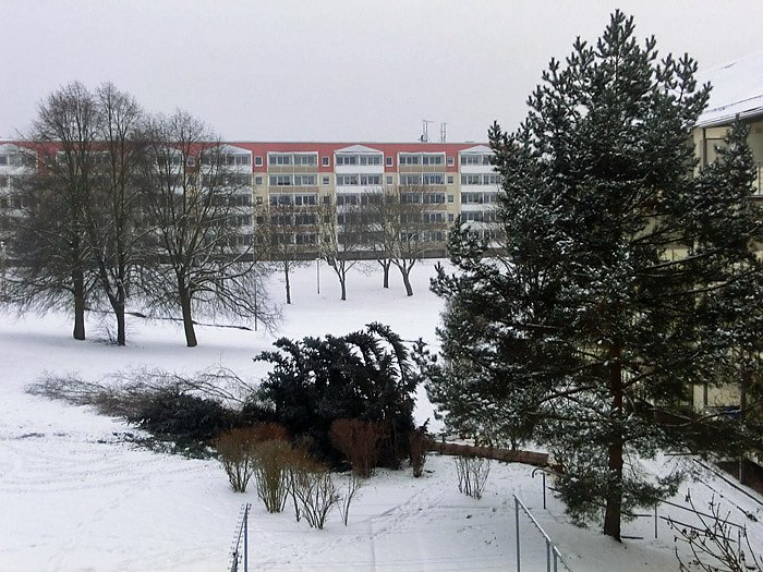 Baumf&auml;llungen im Borntal