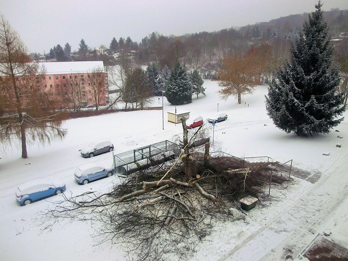 Baumf&auml;llungen im Borntal