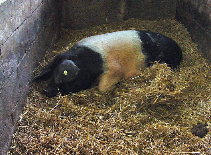 Besuch auf Arche- Rh&ouml;nschafhof