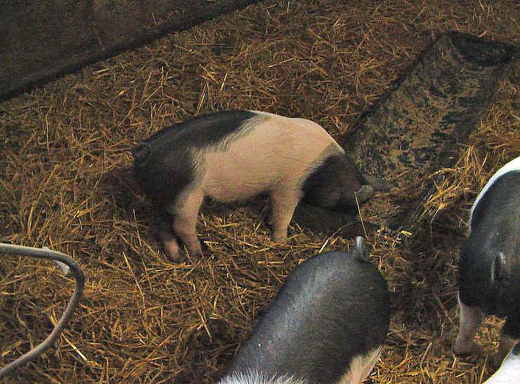 Besuch auf Arche- Rh&ouml;nschafhof