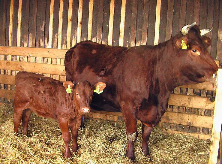 Besuch auf Arche- Rh&ouml;nschafhof