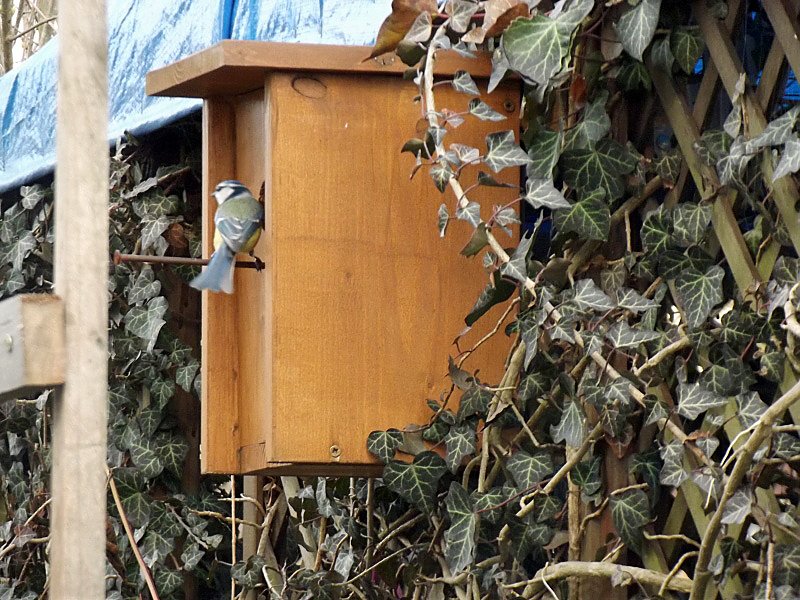 Insekten und V&ouml;gel im Garten