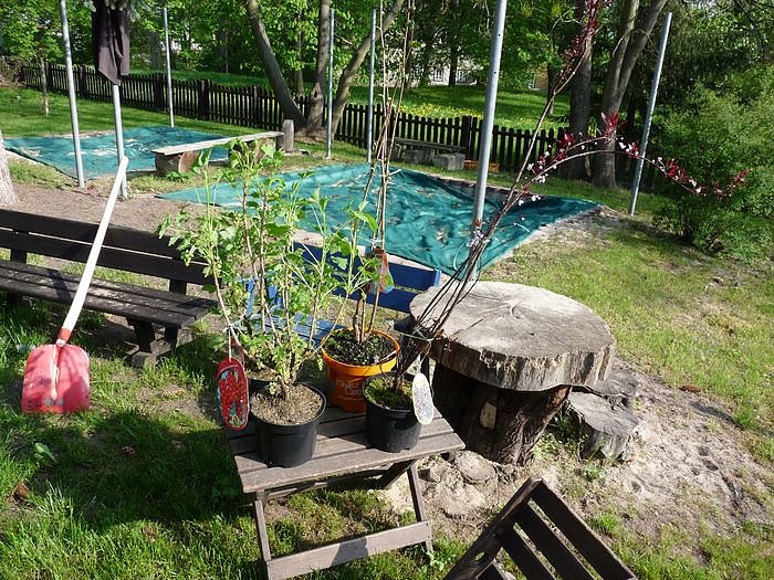 Baum gepflanzt und mehr