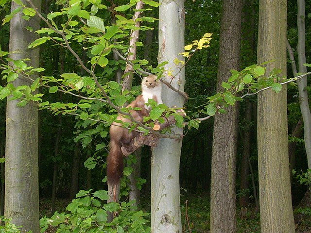 Waldjugendspiele an der Schewrnberger Holzecke