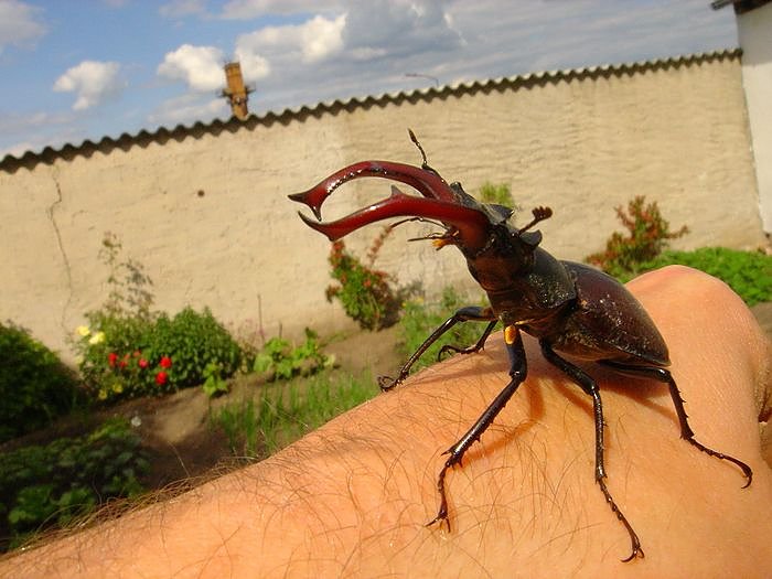 Hirschk&auml;fer gefunden