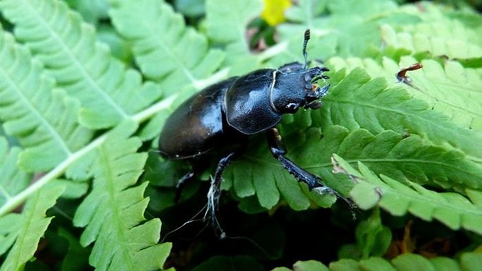 Hirschk&auml;fer gefunden