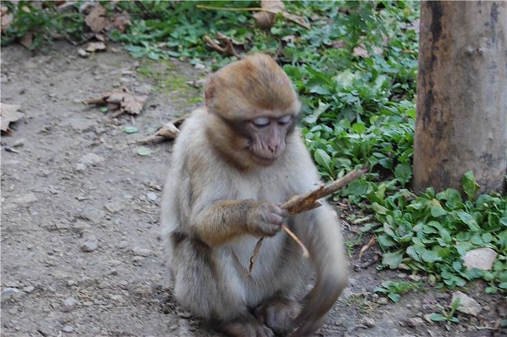 Affenwald Erlebnispark Strau&szlig;berg