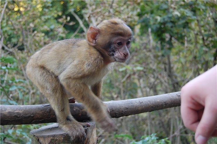 Affenwald Erlebnispark Strau&szlig;berg