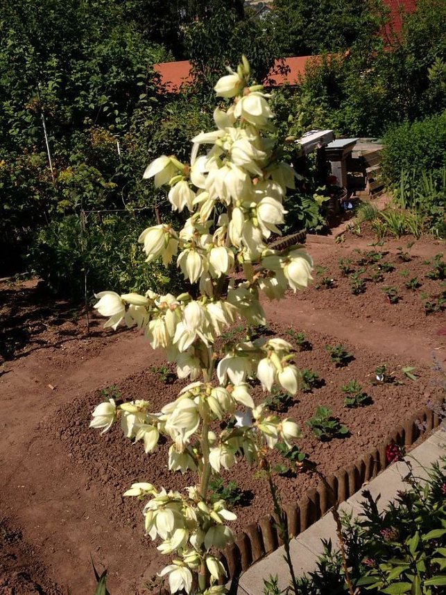 Blumen am Hopfenberg