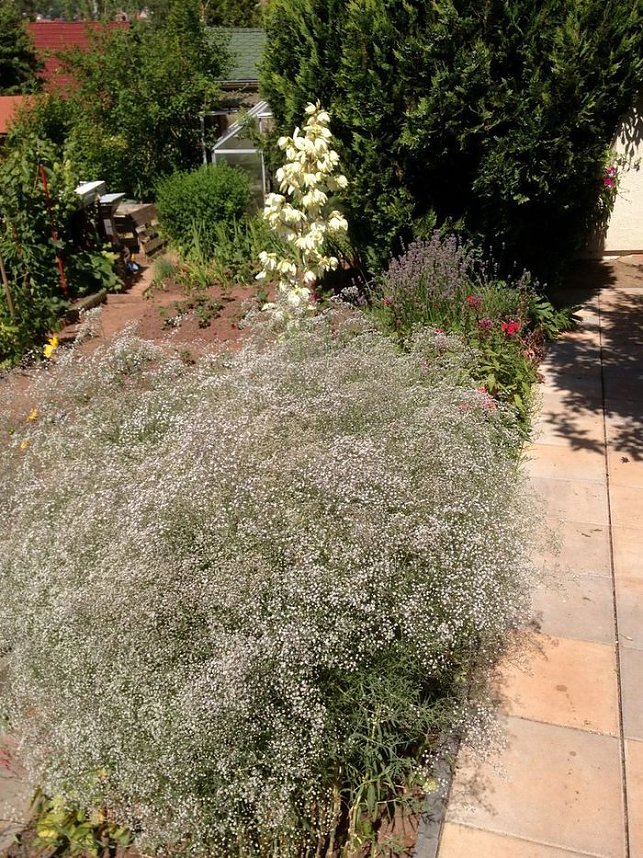 Blumen am Hopfenberg