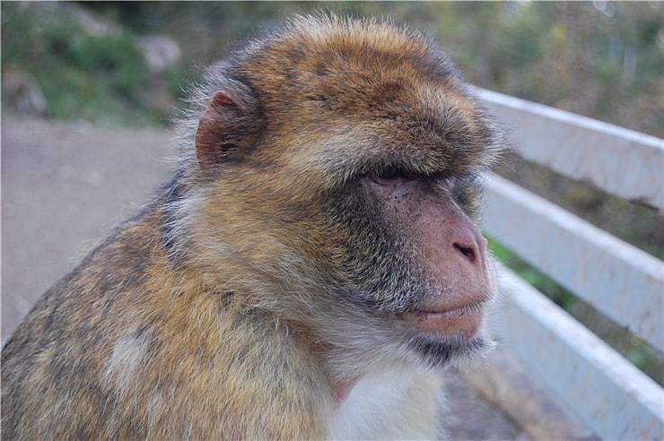 Affenwald Erlebnispark Strau&szlig;berg