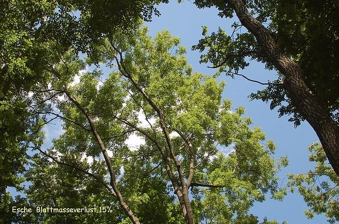 Waldschadenserhebung 