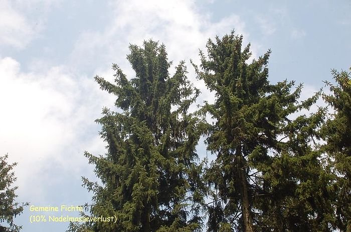 Waldschadenserhebung 