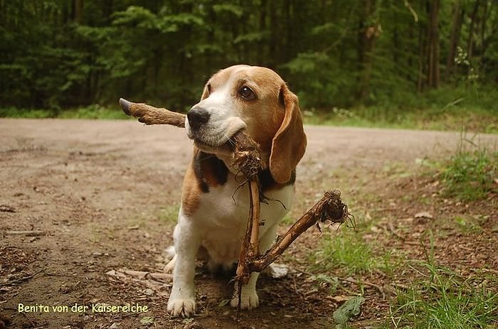 Waldschadenserhebung 