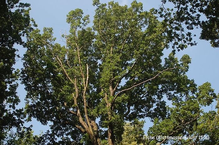 Waldschadenserhebung 