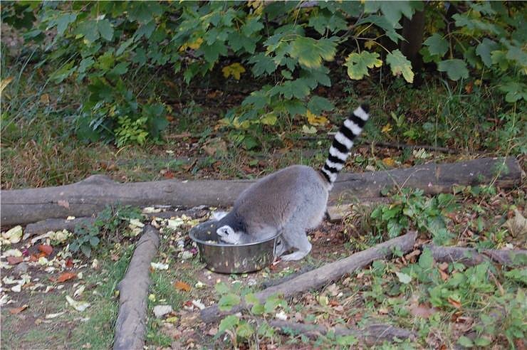 Affenwald Erlebnispark Strau&szlig;berg