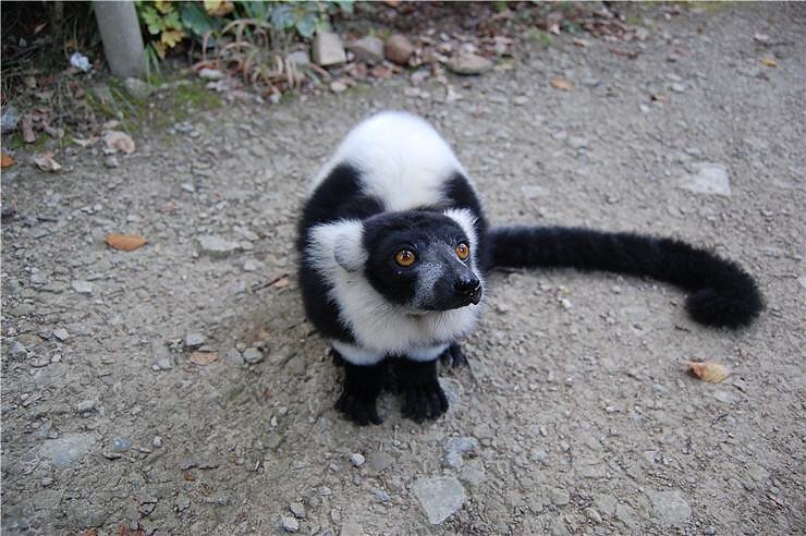Affenwald Erlebnispark Strau&szlig;berg