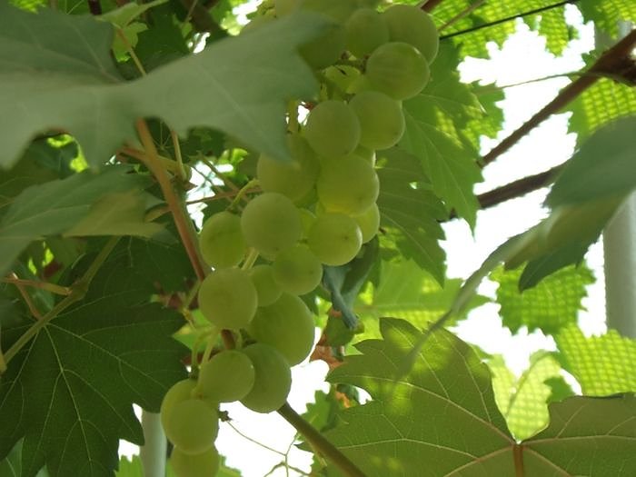 Seniorenausflug ins Land, ...