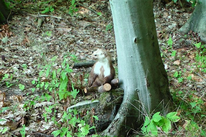 Die Naturentfremdung unserer Gesellschaft, vor allem der Kinder und Jugendlichen, nehmen immer weiter zu. Eine Gegenpol, der den Kindern auch noch Spa&szlig; macht, sind die Waldjugendspiele.   Auch wenn Sp