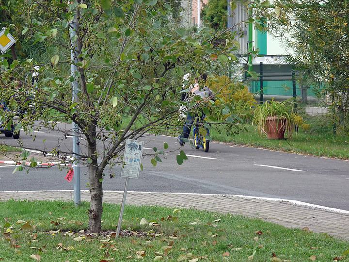 Ampelinchen passte auf