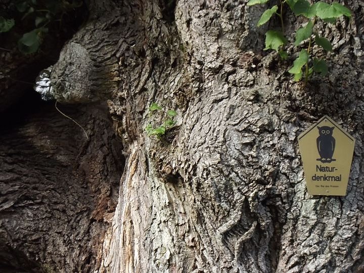 Kaffeefahrt zur S&auml;gem&uuml;hle