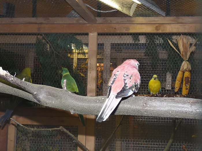 Ziergefl&uuml;gelausstellung