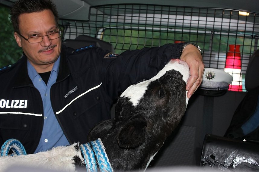 K&auml;lbchen auf der Piste