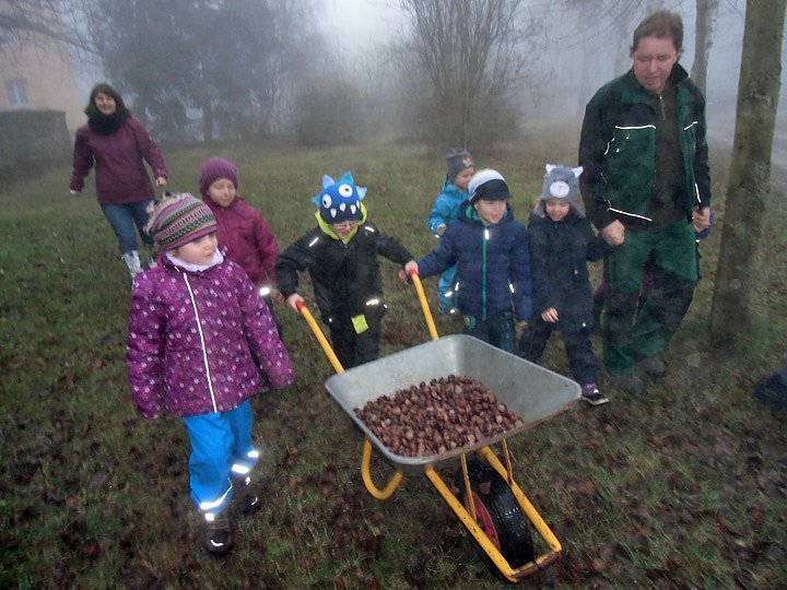 Im Winterwald ohne Schnee