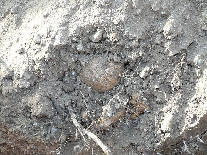 Auch Totensch&auml;del wurden freigelegt