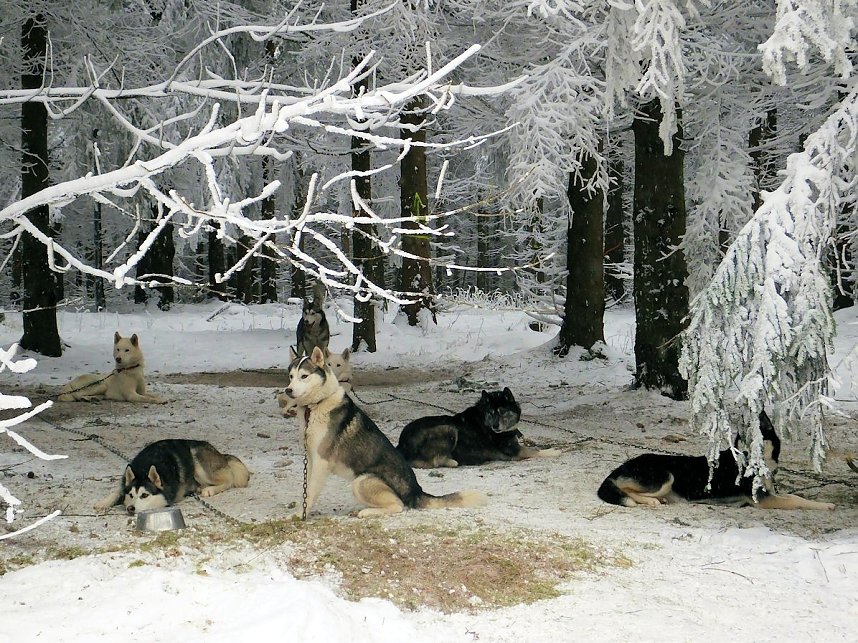 Schlittenhunderennen in Benneckenstein
