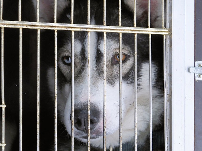 Schlittenhunderennen in Benneckenstein