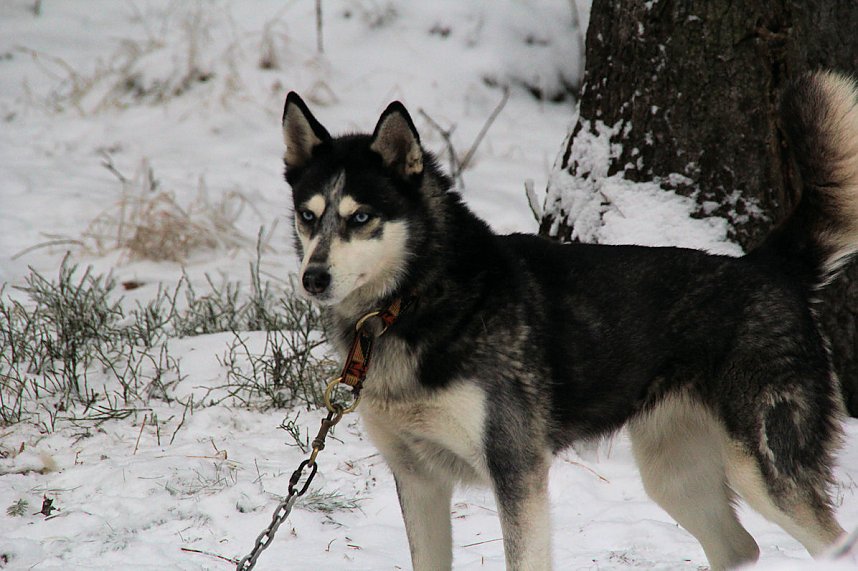 Schlittenhunderennen in Benneckenstein