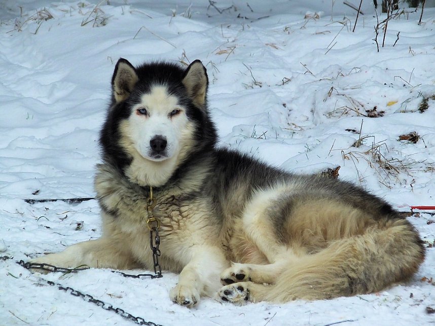 Schlittenhunderennen in Benneckenstein