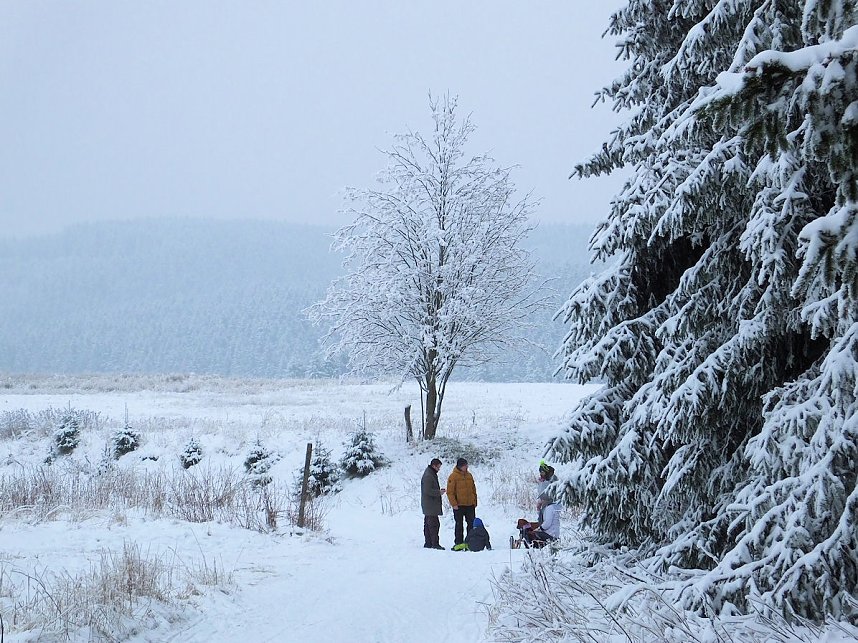 Schlittenhunderennen in Benneckenstein
