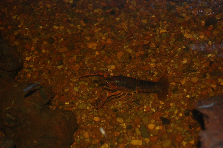 Nanderwanderung im  Nordh&auml;user Zoo nnz-City Scout on Tour