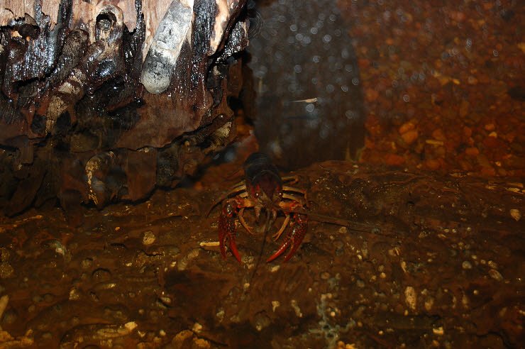 Nanderwanderung im  Nordh&auml;user Zoo nnz-City Scout on Tour