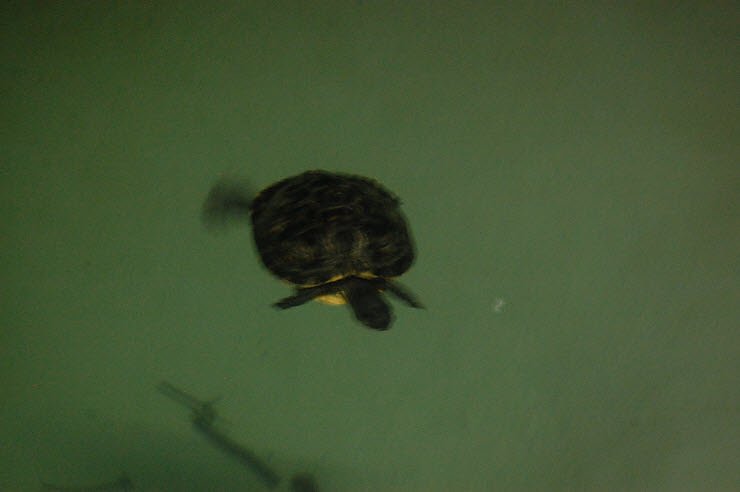 Nanderwanderung im  Nordh&auml;user Zoo nnz-City Scout on Tour