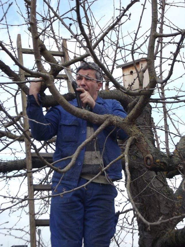 Baumschnitt im Kita-Projektgarten
