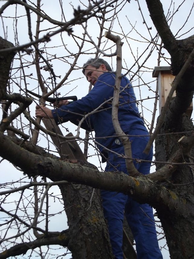 Baumschnitt im Kita-Projektgarten