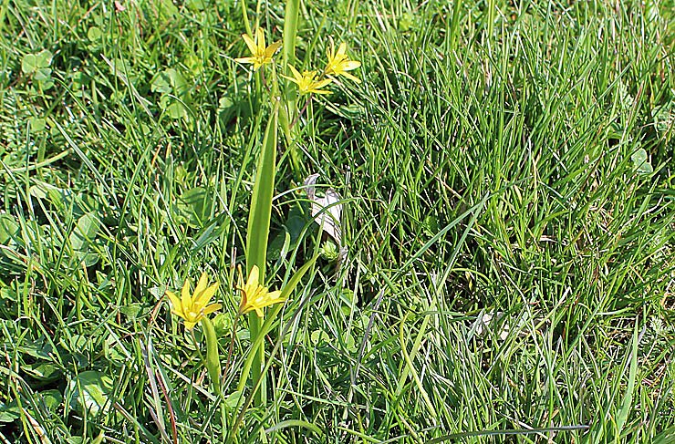 Was nicht alles bl&uuml;ht!