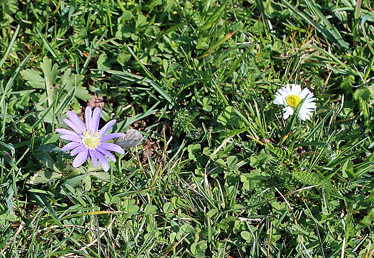 Was nicht alles bl&uuml;ht!