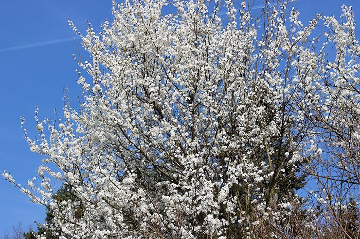 Was nicht alles bl&uuml;ht!