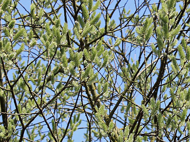 Was nicht alles bl&uuml;ht!