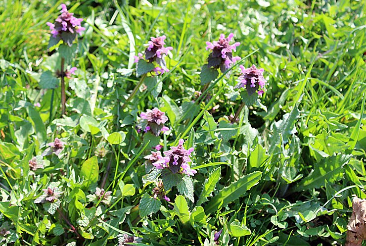 Was nicht alles bl&uuml;ht!