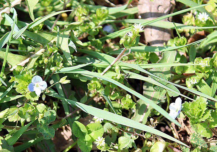 Was nicht alles bl&uuml;ht!