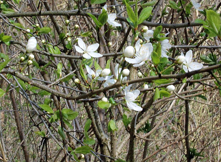 Was nicht alles bl&uuml;ht!