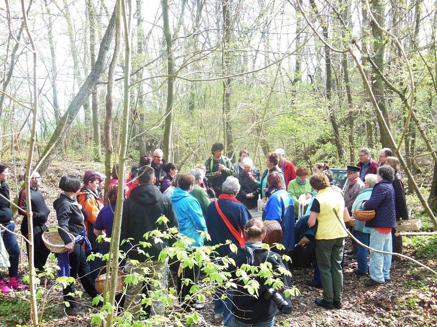 Wildkr&auml;uterwanderung im S&uuml;dharz