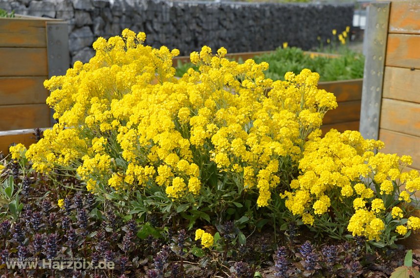 Osterfest Petersberg