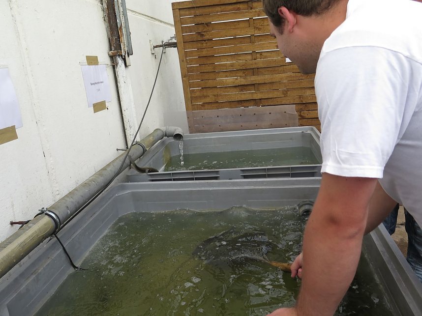 Fischerfest in Auleben